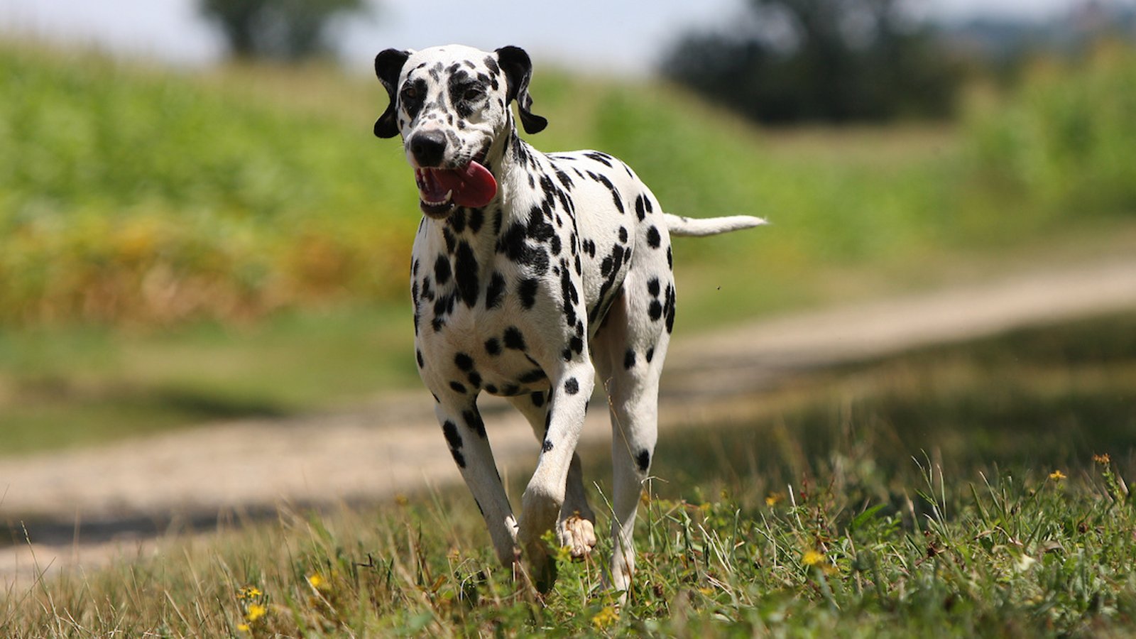 Votre chien a tendance à fuguer? Voici des conseils et des solutions!