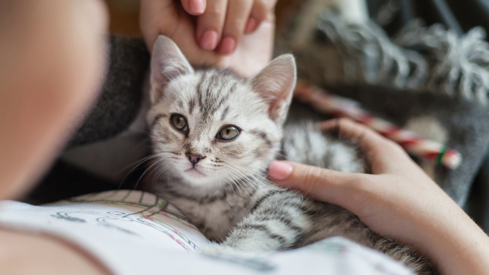 La science démontre que les chats s'attachent à leur maître comme un bébé à ses parents