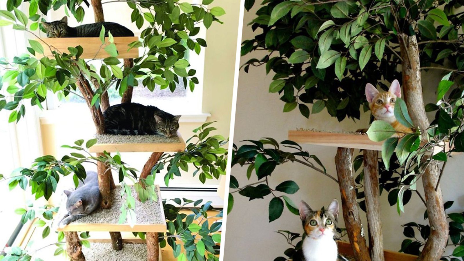 Ce couple imagine des alternatives aux arbres à chats ordinaires