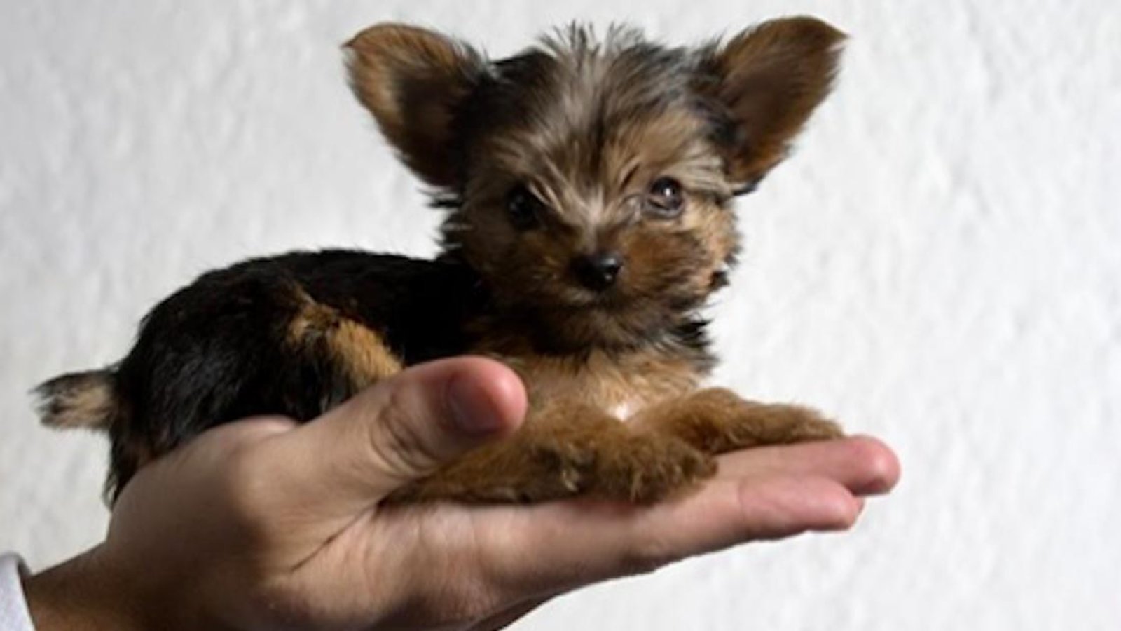Voici 5 chiens qui restent tout petits toute la vie