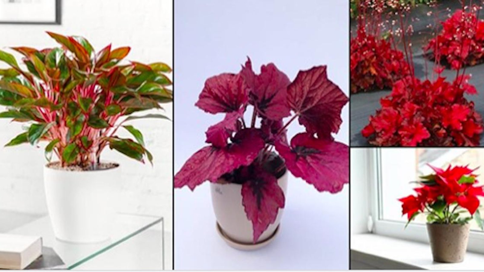 15 plantes d'intérieur rouges impressionnantes qui apporteront de la vie dans votre maison