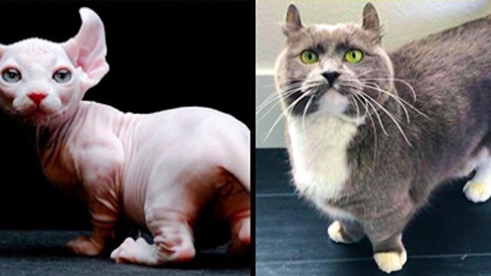 16 races de chats dont vous n'avez peut-être jamais entendu parler