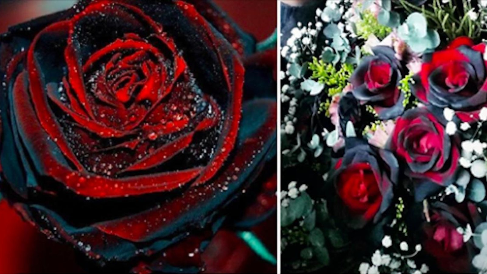 Ajoutez une note gothique à votre jardin avec ces fabuleuses roses sanguines