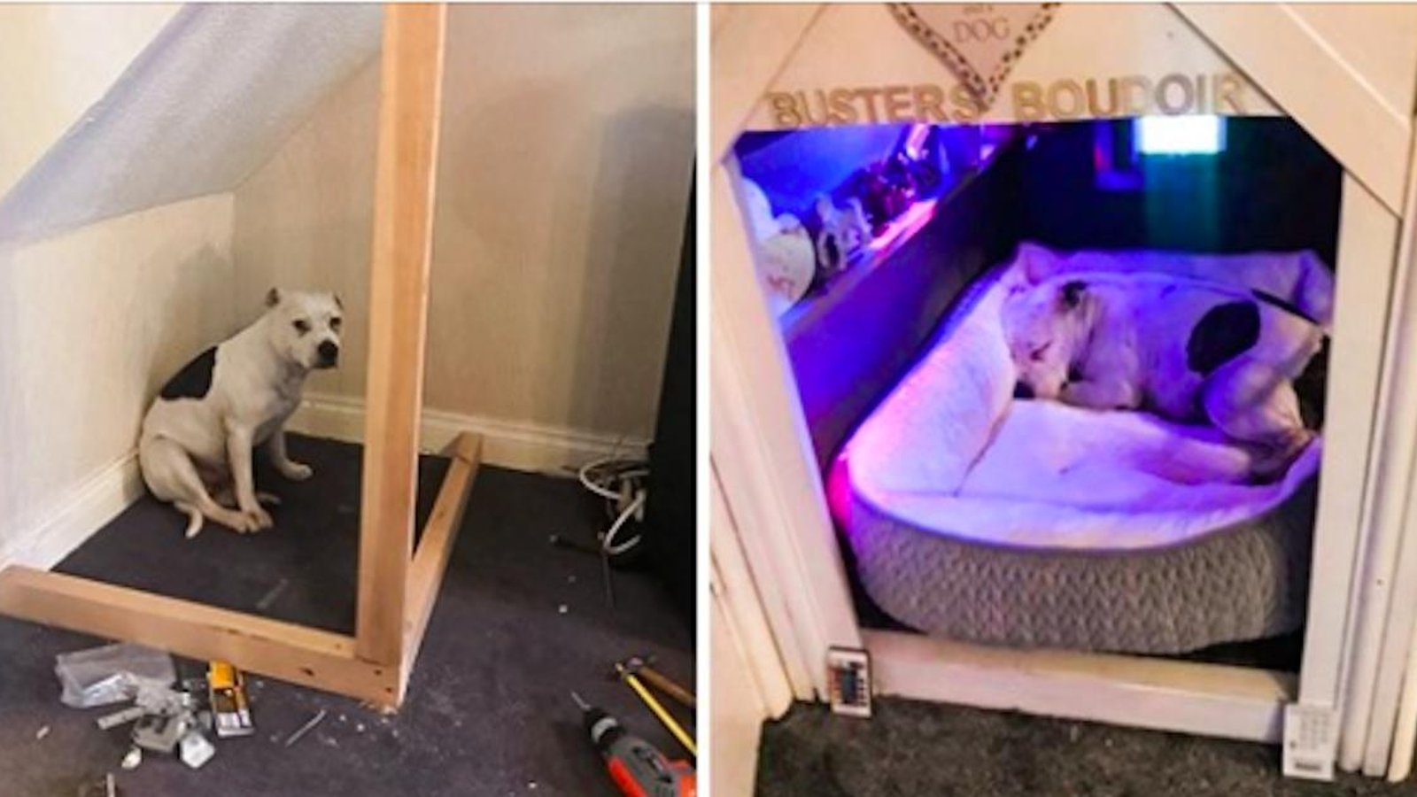 Il a construit une mini-maison pour son chien anxieux afin qu’il se sente en sécurité