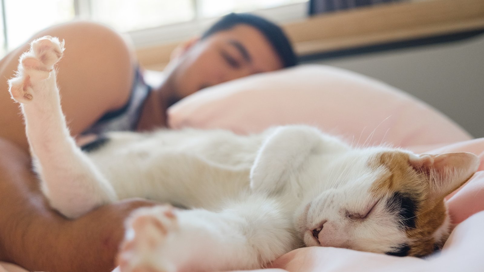 7 raisons de ne jamais dormir avec son chat
