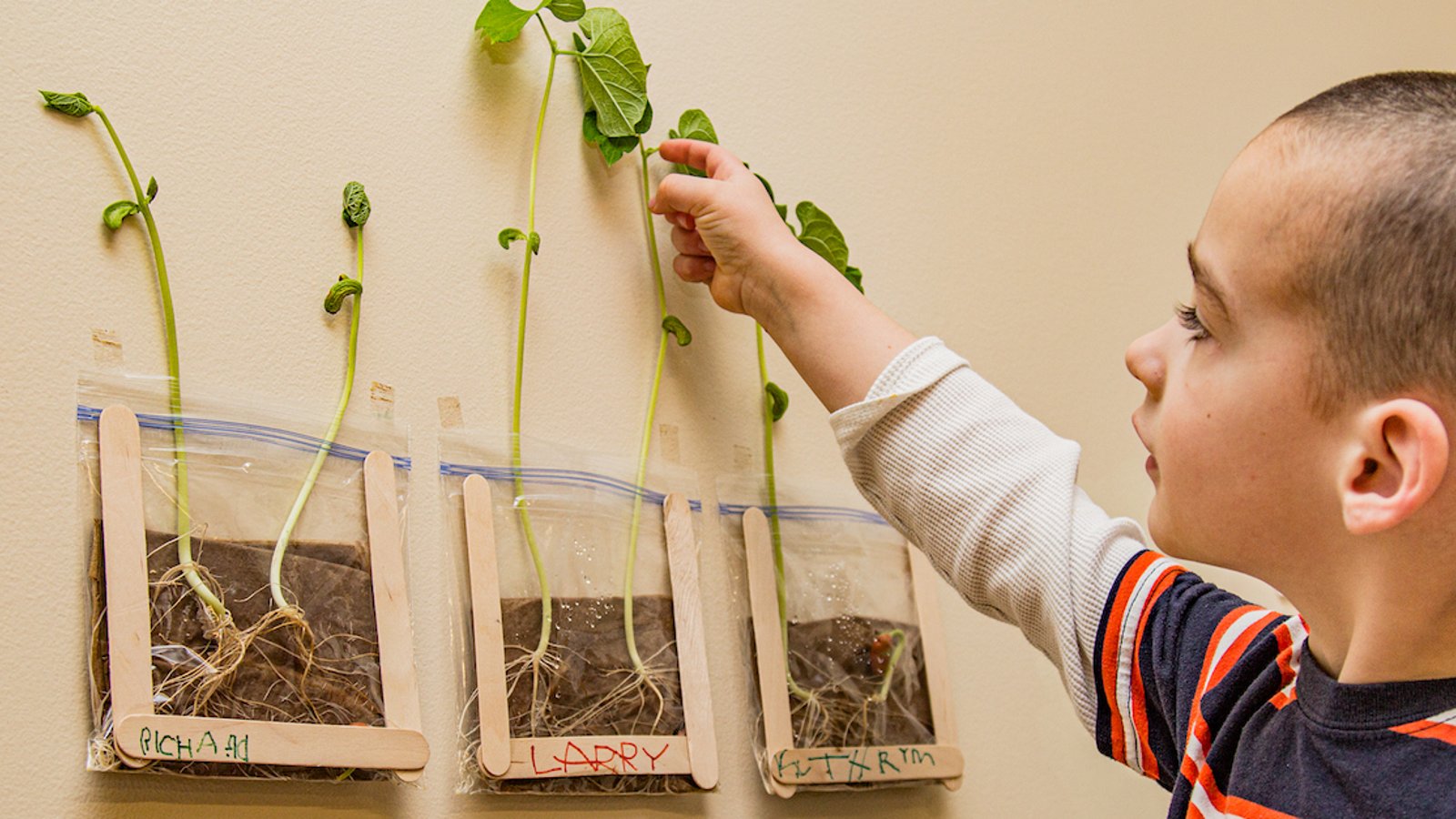 Une expérience à proposer à vos enfants: la germination de haricot dans un sac transparent