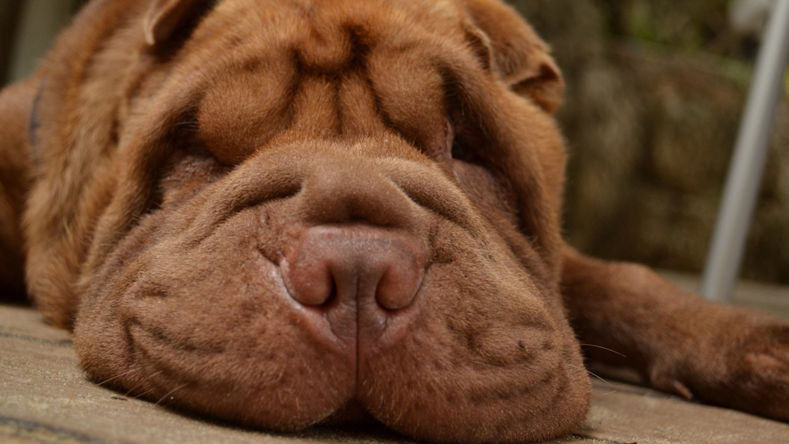 Les 10 races de chiens les plus malodorants
