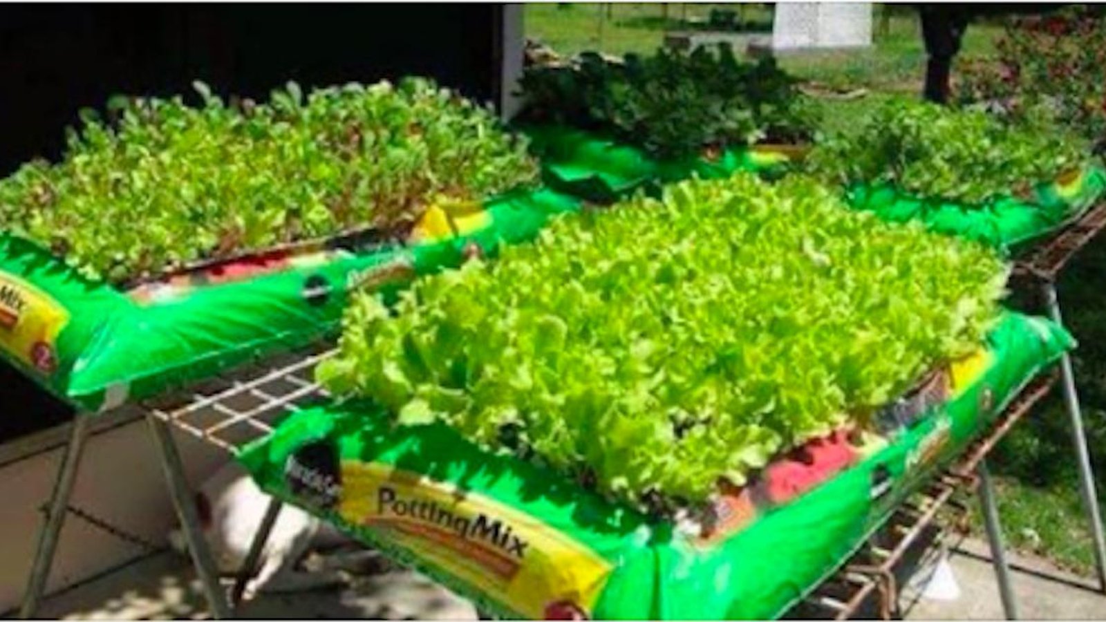 Des gens cultivent des jardins dans des sacs de terre et c'est génial!
