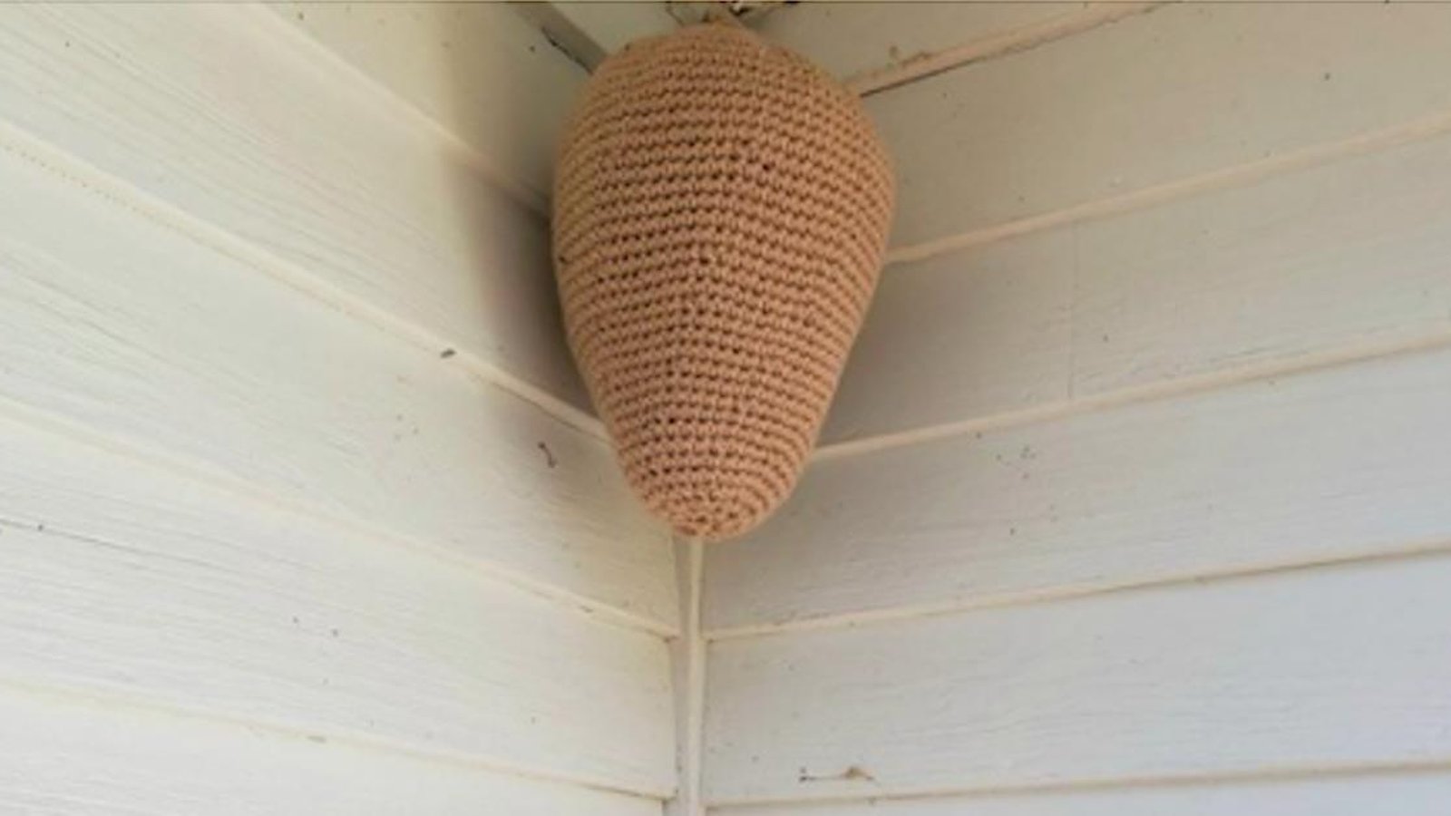 Une astuce originale pour garder les guêpes et les abeilles loin de votre maison