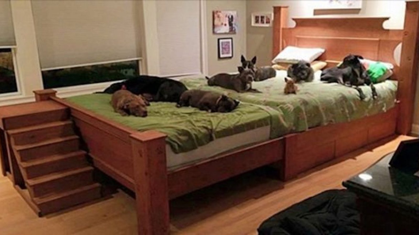 Un couple construit un lit géant pour pouvoir dormir avec tout les animaux qu’il a sauvés