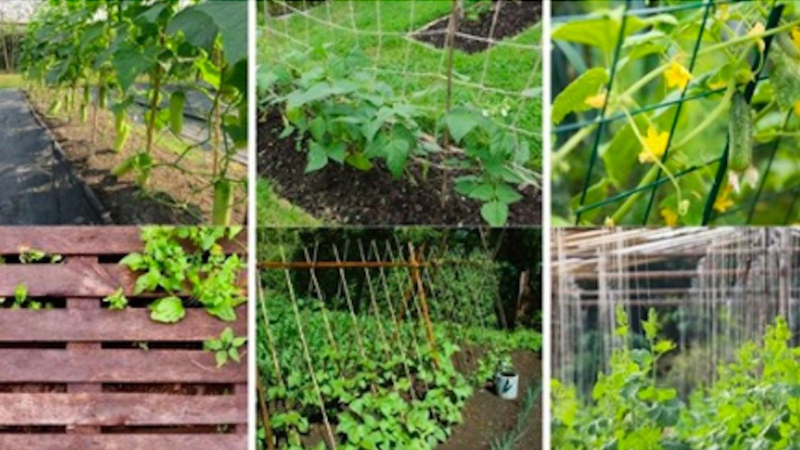 9 treillis à construire soi-même pour obtenir de meilleures récoltes de concombres
