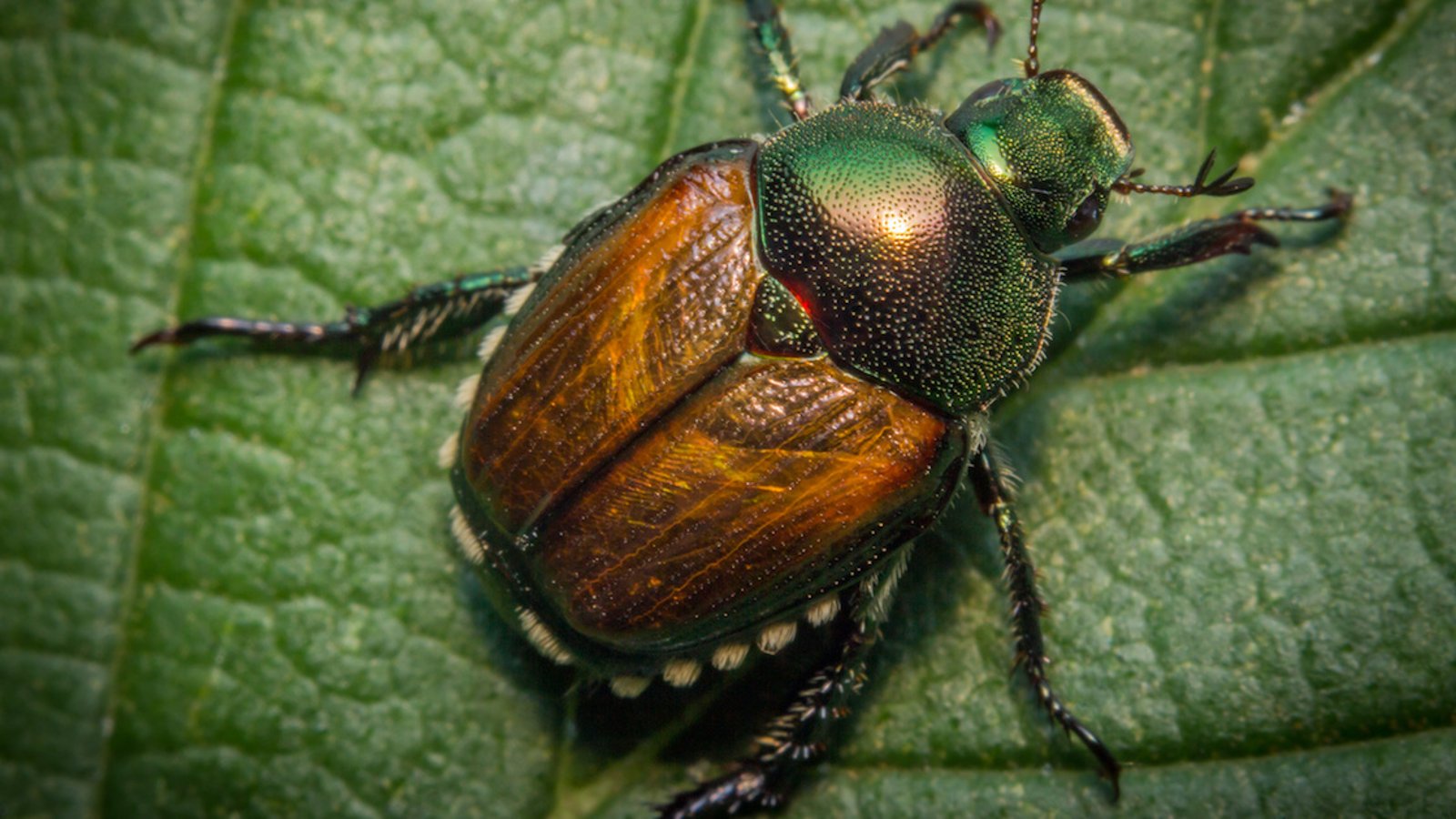Comment se débarrasser du scarabée japonais