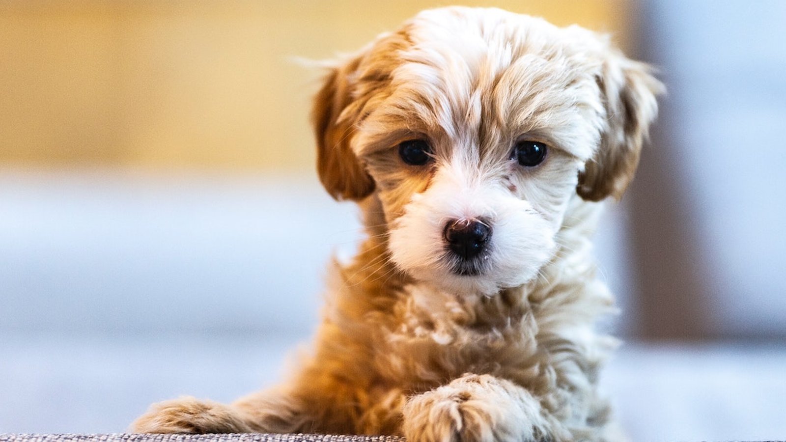 La science nous donne 10 raisons pour adopter un chien
