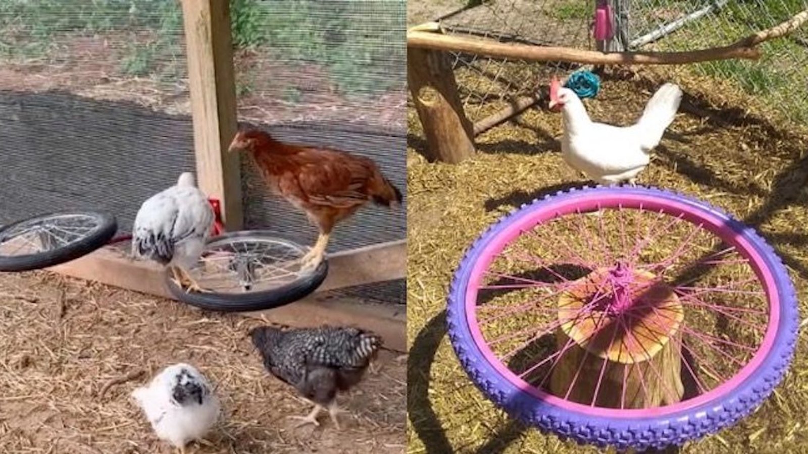 Nouvelle tendance: des carrousels pour  poulets à partir de roues de vélo