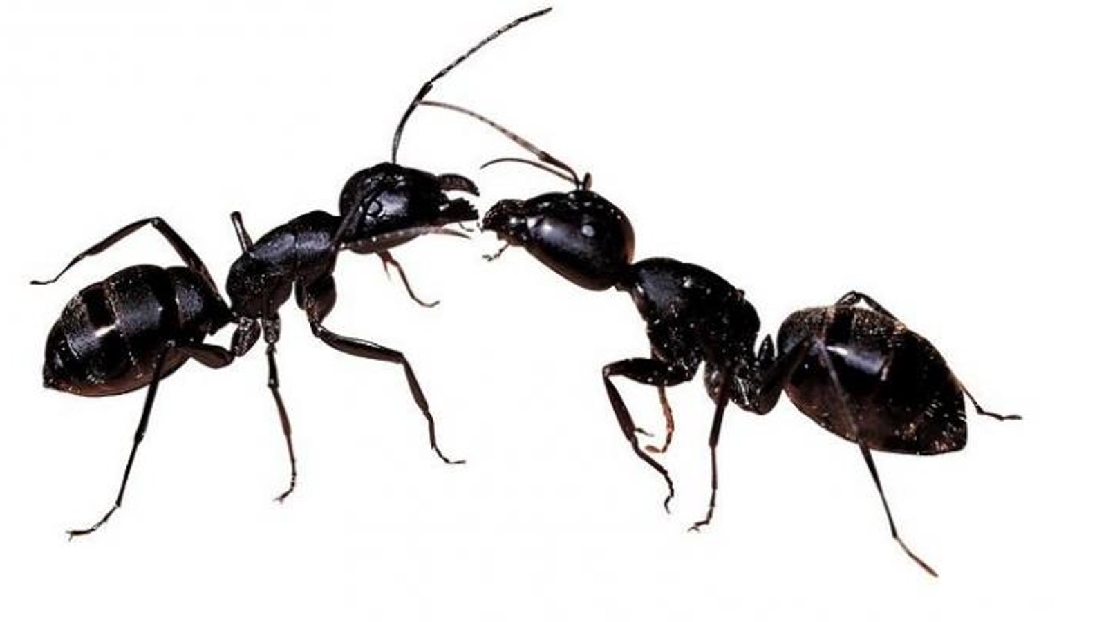 5 trucs pour se débarrasser des fourmis!