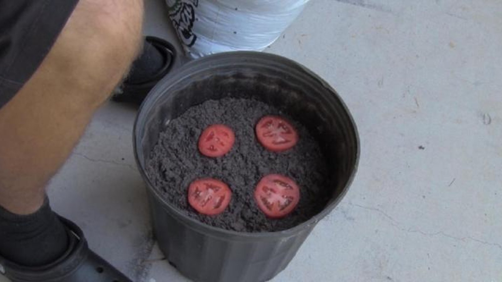 Il dépose 4 tranches de tomate dans un pot de terre! 10 jours plus tard! SURPRISE! 