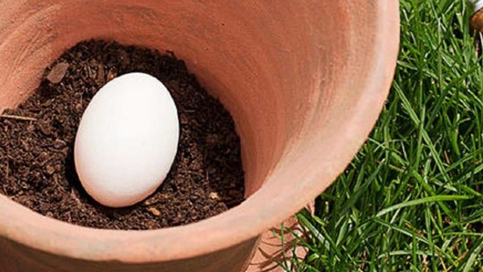 Plantez un oeuf cru dans un pot à fleurs et voici l'incroyable effet qu'il aura sur votre jardin! 