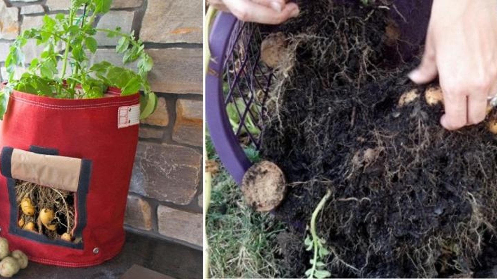 Comment faire pousser des pommes de terre rapidement et facilement, même sans jardin! 