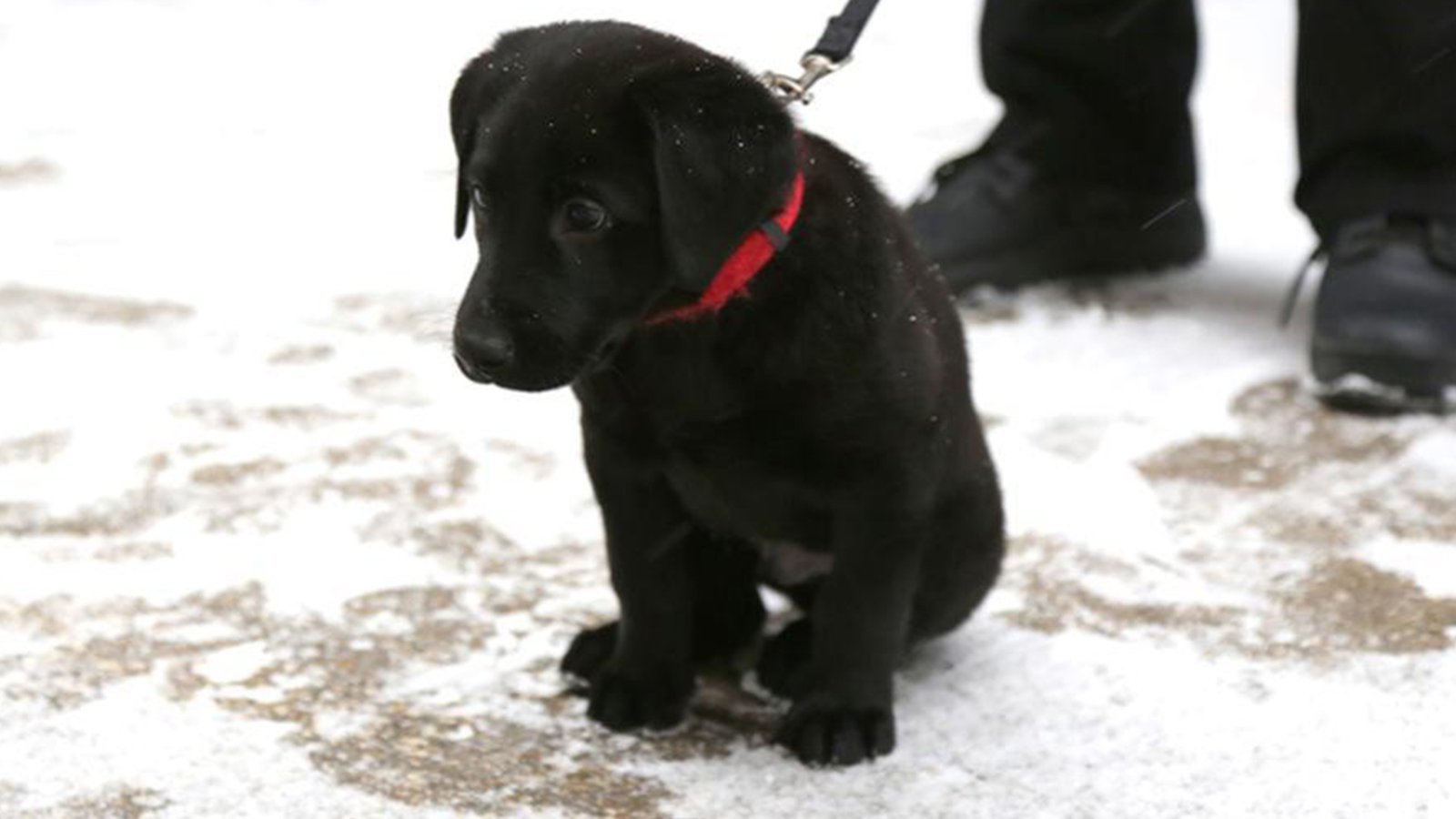 The Jets want YOU to name their new security puppy