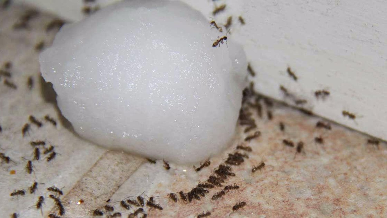 Débarrassez-vous des fourmis grâce à ces solutions 100% naturelles mais dévastatrices!