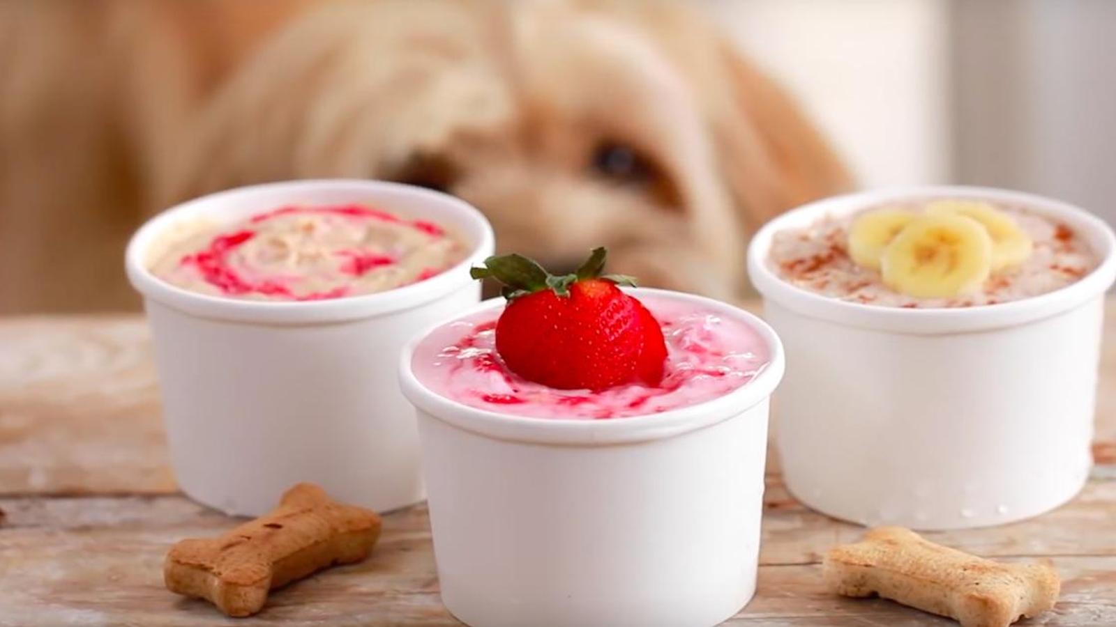 3 recettes de crèmes glacées réservées aux chiens