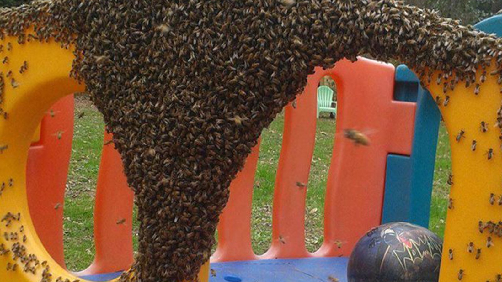 Une Québécoise lance un important avertissement si vous tombez sur un essaim d'abeilles. 