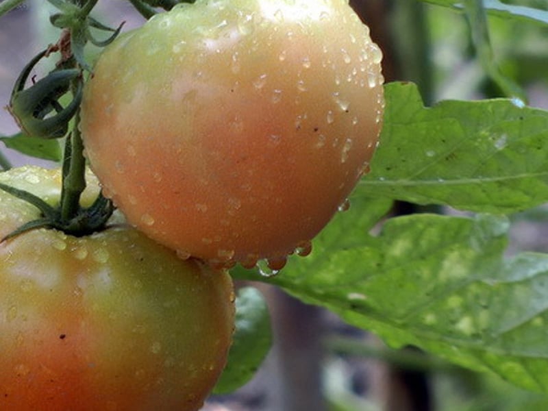 Trop de pluie! Comment sauver nos plants de tomates! 